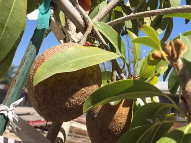 Cây hồng xiêm khoe thành phẩm trong tiết trời ở California. Nguồn ảnh: FBNV