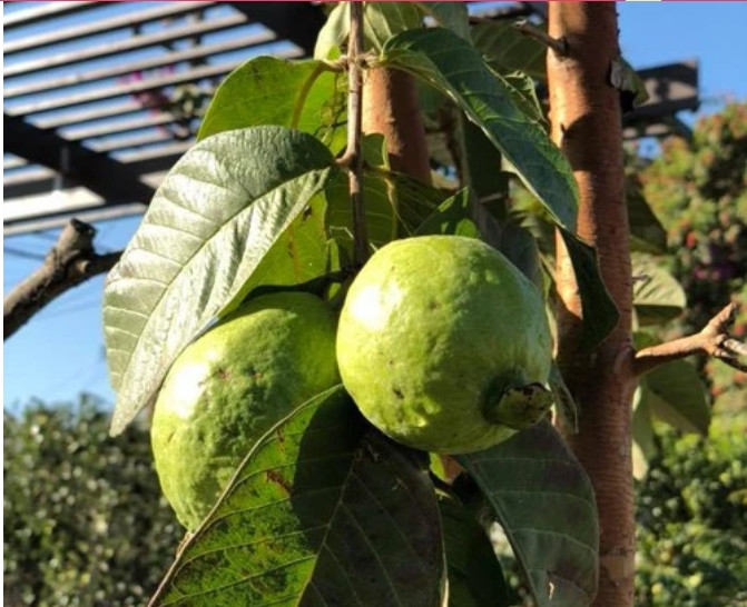 Ổi thân mảnh khảnh nhưng cho quả trĩu cành.