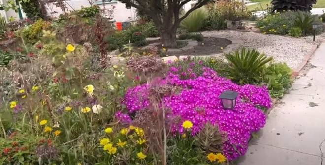 Hoa mười giờ nở rộ trước cửa nhà khiến nữ danh hài cũng xuýt xoa, thích thú. Nguồn ảnh; chụp màn hình