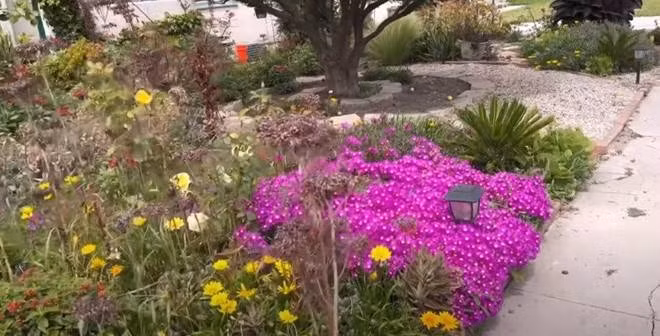 Hoa mười giờ nở rộ trước cửa nhà khiến nữ danh hài cũng xuýt xoa, thích thú. Nguồn ảnh; chụp màn hình