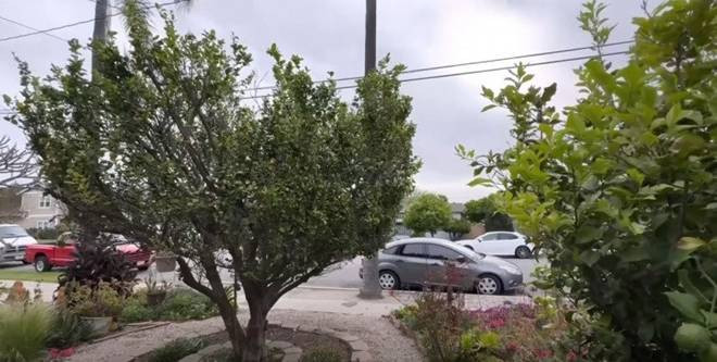 Phía trước nhà là hai cây chanh to, sai trĩu quả.