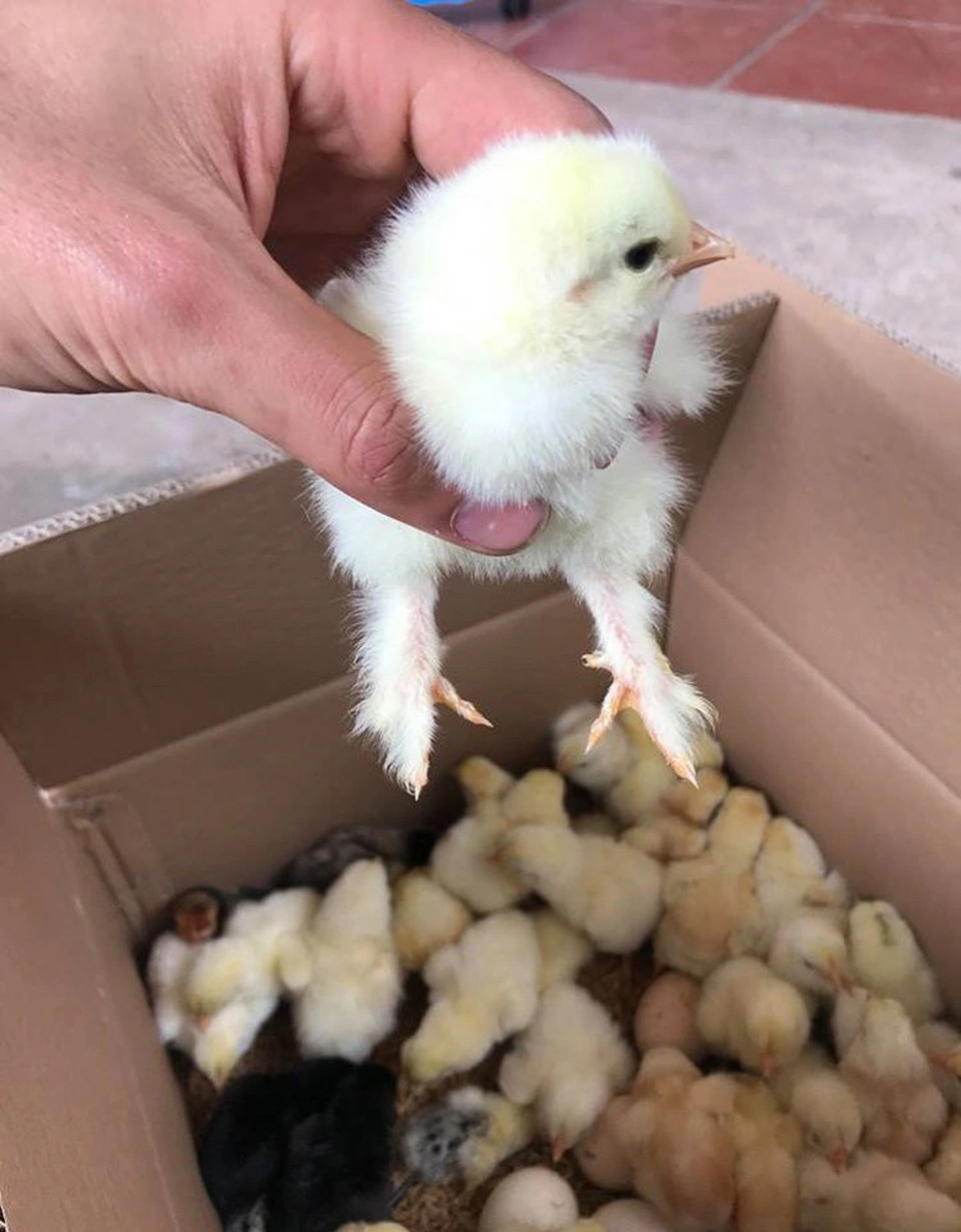 Hiện tại, giá gà khổng lồ Brahma đã hạ nhiệt so với trước đây. Gà 3 tuần tuổi khoảng 400.000 đồng/con; gà 6 tuần tuổi khoảng 700.000 đồng/con; gà con mới nở 200.000 - 300.000 đồng/con. Ảnh: Dân trí