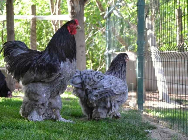 Gà Brahma trưởng thành từ 4 - 7 triệu đồng/cặp, còn gà giống từ 10 - 15 triệu đồng/cặp. Ảnh: Mekongpet