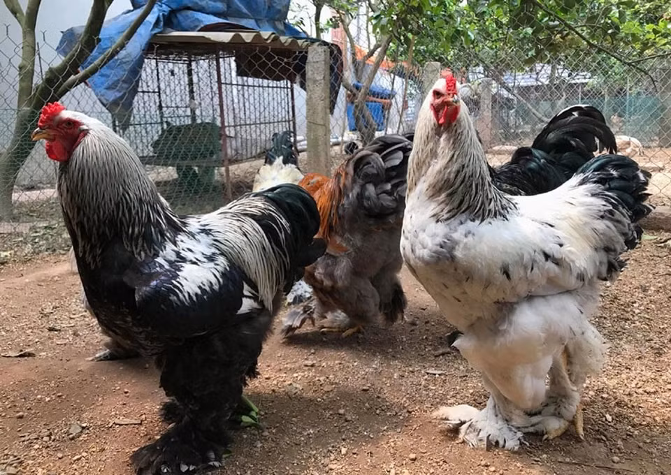Theo người nuôi, giá gà Brahma phụ thuộc vào màu lông và độ tuổi. Chẳng hạn, gà trưởng thành lông trắng, cổ lông đen vằn thì giá dao động từ 25-35 triệu đồng/cặp trống mái. Ảnh: Dân trí