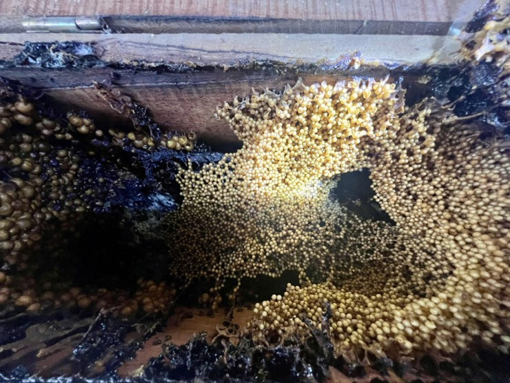 Đáng chú ý, dù giá cao hơn nhiều so với các loại mật ong khác nhưng sản phẩm này luôn trong tình trạng "cháy hàng". Ảnh: Người đưa tin