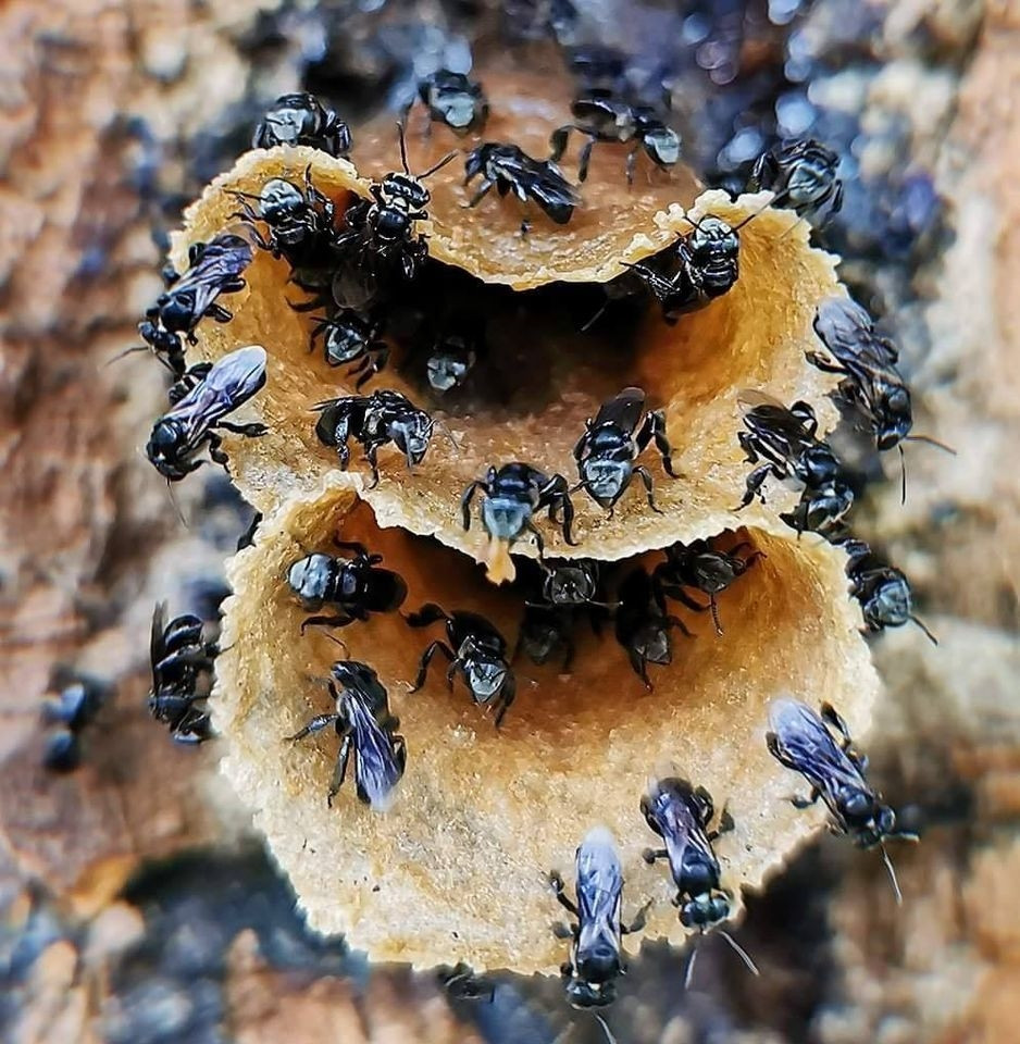 Mật ong dú được đánh giá cao về dược tính và mỹ phẩm, có tác dụng thanh nhiệt, chống viêm, giải độc, giảm đau, sát trùng vết thương, chữa viêm đường tiêu hóa, dạ dày, đại tràng, tưa lưỡi, tiêu đờm,...Ảnh: Facebook