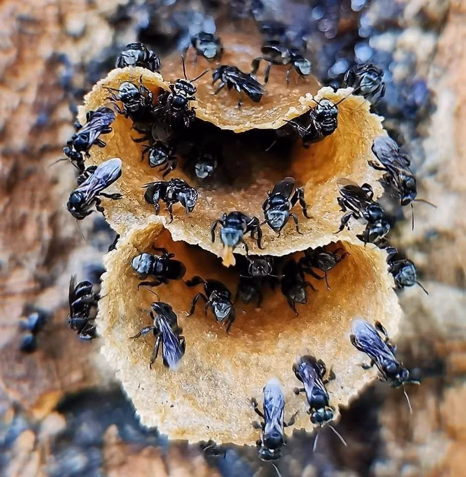 Mật ong dú được đánh giá cao về dược tính và mỹ phẩm, có tác dụng thanh nhiệt, chống viêm, giải độc, giảm đau, sát trùng vết thương, chữa viêm đường tiêu hóa, dạ dày, đại tràng, tưa lưỡi, tiêu đờm,...Ảnh: Facebook