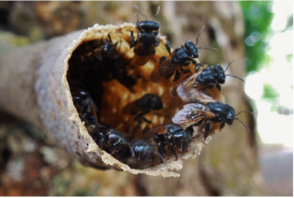 Ngoài ra, sáp và mật ong dú còn có thể sử dụng trong các sản phẩm làm đẹp như dưỡng da, tẩy tế bào chết, và giảm béo...Ảnh: Facebook