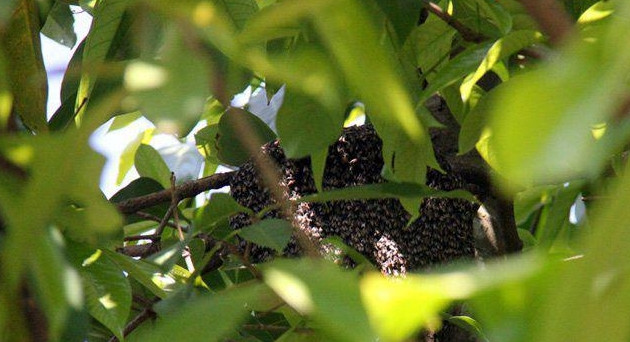 Do có nhiều công dụng và hiếm có nên mật ong rú có giá cao, từ 1,5 - 2 triệu đồng mỗi lít. Ảnh: Dân Việt