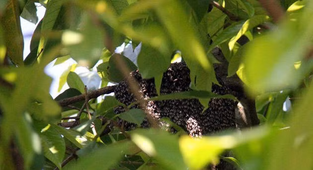 Do có nhiều công dụng và hiếm có nên mật ong rú có giá cao, từ 1,5 - 2 triệu đồng mỗi lít. Ảnh: Dân Việt