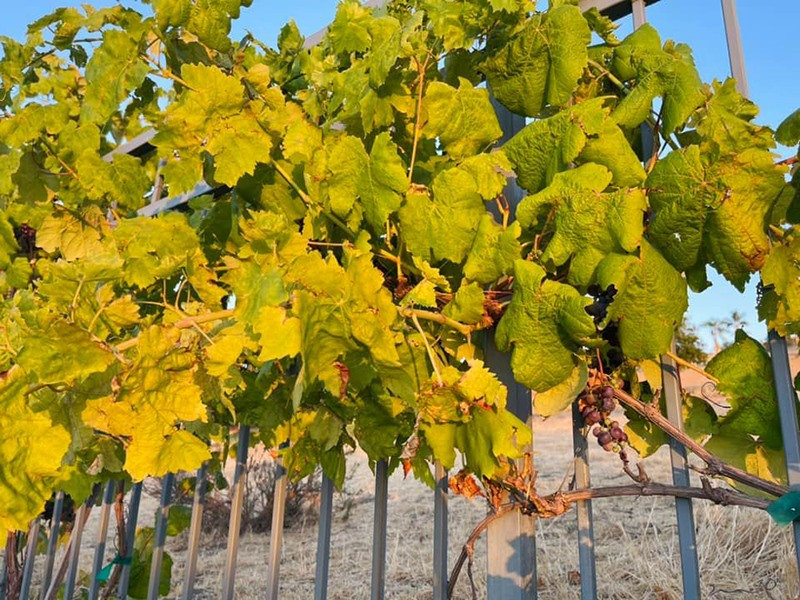 Vợ cũ Đan Trường còn trồng vườn nho rộng xung quanh biệt thự ở Mỹ. Ảnh: FB Thuy Tien Mfas