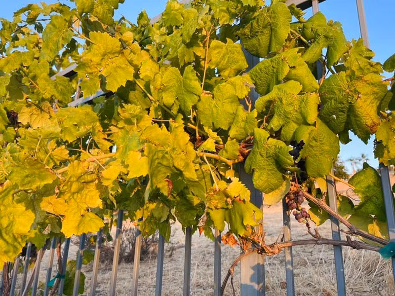 Vợ cũ Đan Trường còn trồng vườn nho rộng xung quanh biệt thự ở Mỹ. Ảnh: FB Thuy Tien Mfas