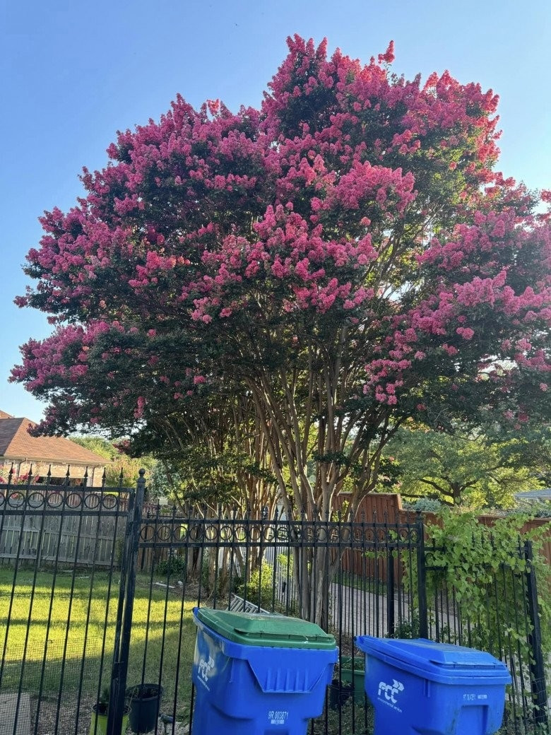 Xung quanh nhà được bao phủ bởi mảnh vườn rộng, trồng nhiều cây xanh với khung cảnh thoáng mát. Ảnh: FB Đan Trường