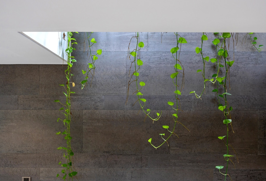 Cây xanh có tác dụng điều hoà không khí đồng thời giúp cho ngôi nhà luôn tràn ngập sinh khí và năng lượng tích cực.