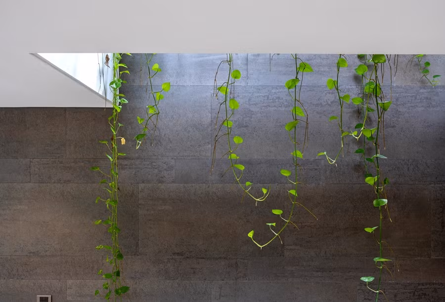 Cây xanh có tác dụng điều hoà không khí đồng thời giúp cho ngôi nhà luôn tràn ngập sinh khí và năng lượng tích cực.