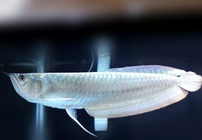 Thức ăn cho cá rồng cũng khá đặc biệt, bao gồm động vật sống như: rết, chuột bao tử, gián, thạch sùng, tôm. Ảnh: Internet