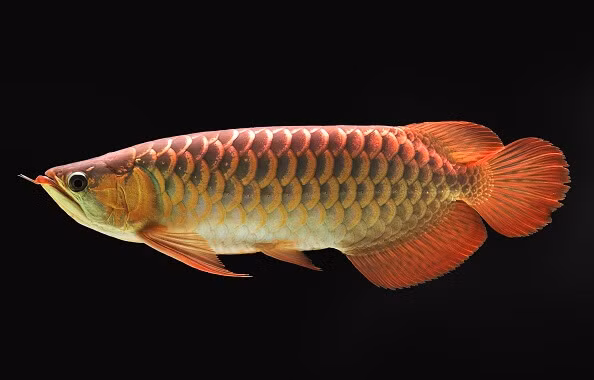 Cá rồng kích thước lớn, chiều dài có thể tới 90cm và trọng lượng hơn 7kg khi trưởng thành. Ảnh: Biology Dictionary