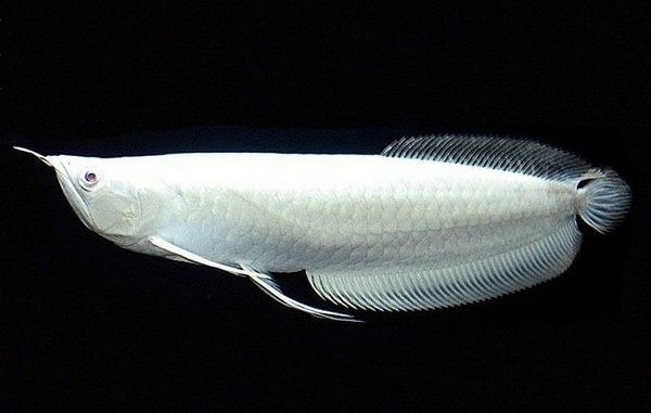 Bể nuôi cá rồng phải dài từ 1,5m trở lên để cá có thể phát triển bình thường. Ảnh: Internet