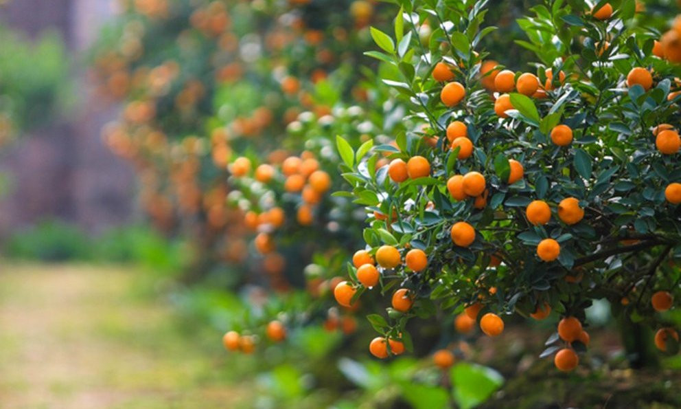 Cach trong va cham soc quat canh sau Tet cho qua dep nam sau