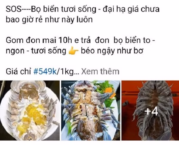 Thuc hu bo bien sieu re