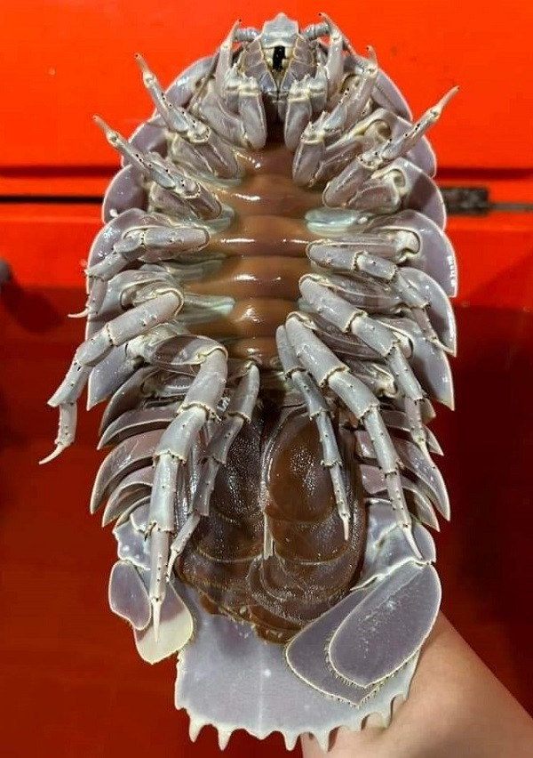 Thuc hu bo bien sieu re-Hinh-2