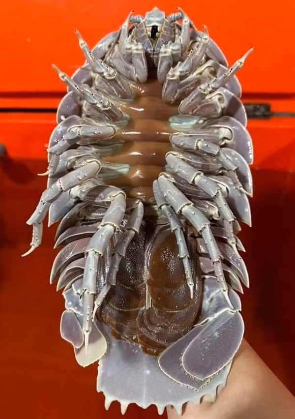 Thuc hu bo bien sieu re-Hinh-2