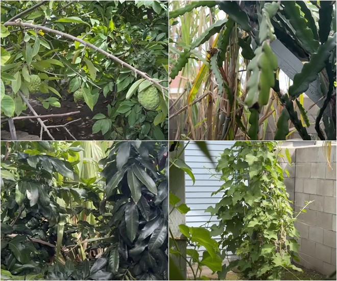 Ngoài ra, diễn viên Đức Tiến còn trồng nhãn, mía, thanh long, chuối, mãng cầu, ổi, xoài, dứa...