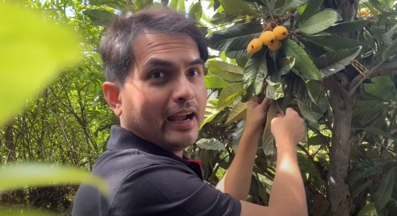 Nhót tây (sơn trà) hơi chua nhưng rất ngon.