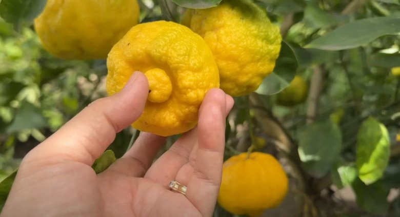 Chanh ngọt cho trái vàng ươm, sai lúc lỉu.