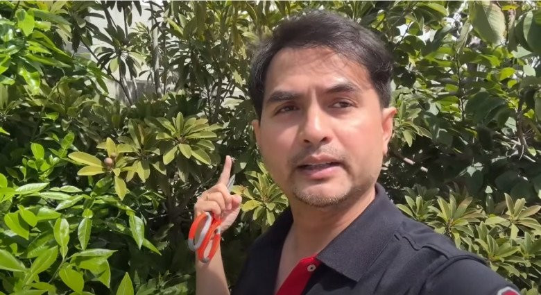 Hồng xiêm đang cho rất nhiều trái.