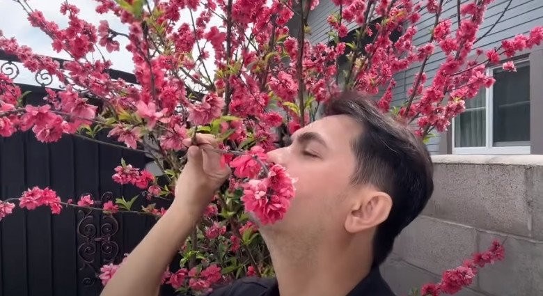 Đức Tiến mê mẩn với cây đào bông cho hoa dày, nhiều cánh. Nguồn ảnh: FBNV, chụp màn hình