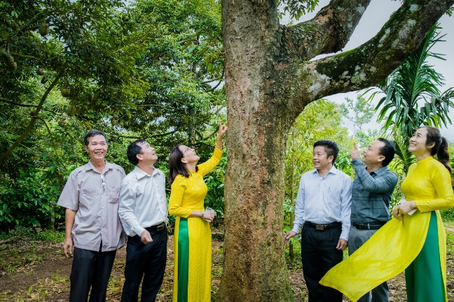 Quả sầu riêng đầu tiên đưa ra đấu giá là sầu riêng truyền thống, được lấy từ cây cổ thụ hơn 100 năm tuổi. Mức giá khởi điểm 60 triệu đồng và một doanh nghiệp đã trúng đấu giá ở mức 350 triệu đồng. Ảnh: Dân Việt