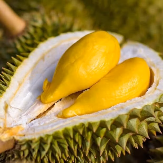 Sầu riêng Ri6 được trồng nhiều tại Đồng bằng sông Cửu Long. Sau khi trồng khoảng 3 năm sẽ bắt đầu có trái. Một trái Ri6 có trọng lượng trung bình từ 3 - 6kg. Ảnh: Điện máy xanh