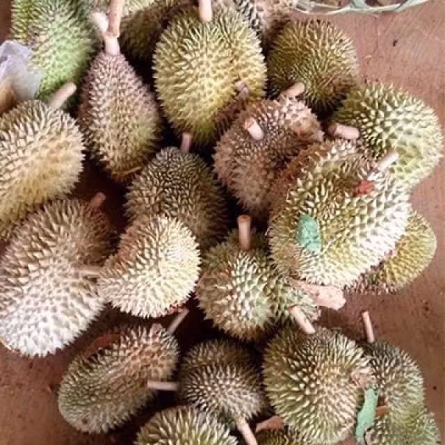 Sầu riêng hạt còn được biết đến với nhiều tên gọi khác như sầu riêng hạt hay sầu riêng truyền thống, bắt nguồn từ Indonesia. Ảnh: Hoa Quả DakLak