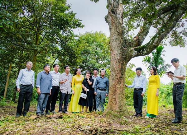 Cây sầu riêng được trồng đầu tiên ở Việt Nam khoảng hơn 100 năm trước (giống sầu riêng có hạt to, cơm mỏng, thường được gọi là sầu riêng hạt), có nguồn gốc từ Đông Nam Á. Ảnh: Dân Việt