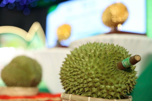  Sầu riêng Dona còn có tên gọi là sầu riêng Monthong, có xuất xứ từ Thái Lan, được du nhập về Việt Nam đầu những năm 1990. Ảnh: Tiền phong