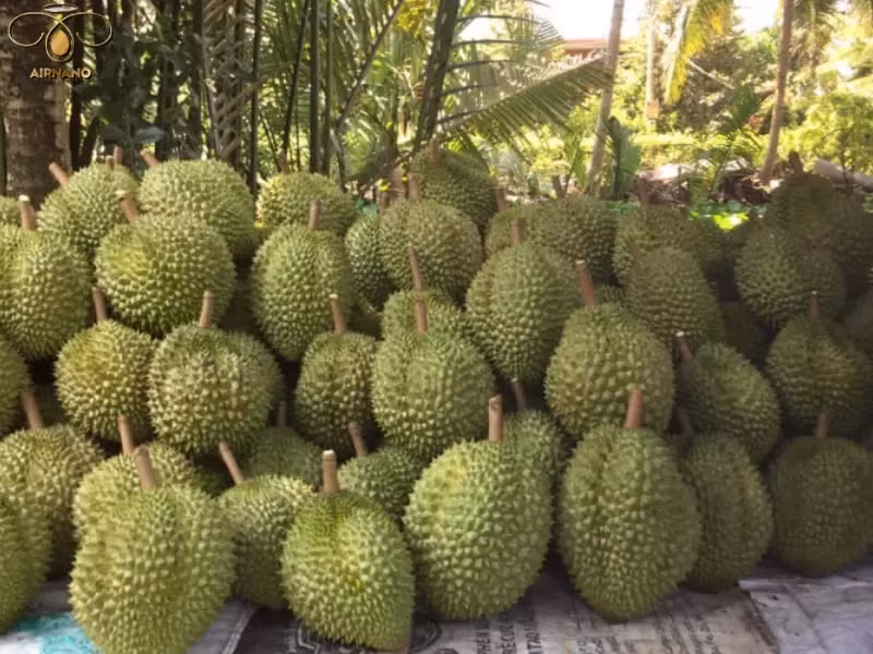 Dona là giống sầu riêng chiếm tỷ lệ diện tích cao nhất Việt Nam hiện nay, chiếm khoảng 65% diện tích trồng trên cả nước. Ảnh: Airnano