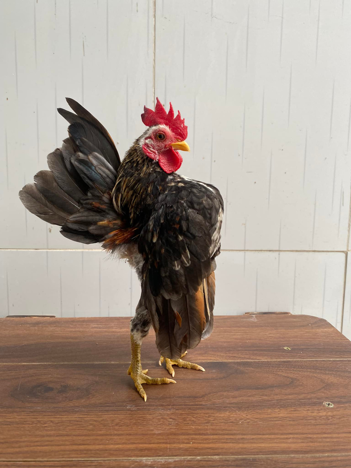 Mỗi màu lại có một giá, chẳng hạn như màu điều (xanh đen) sẽ rẻ hơn màu bông, màu cú...Ảnh: Facebook