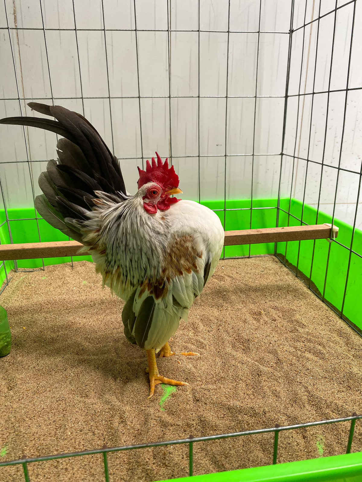 Mỗi con gà hàng ngày đều phải được mát-xa một lần khoảng 10 phút thì mới có dáng đứng đẹp mà gà không bị mỏi. Ảnh: Facebook