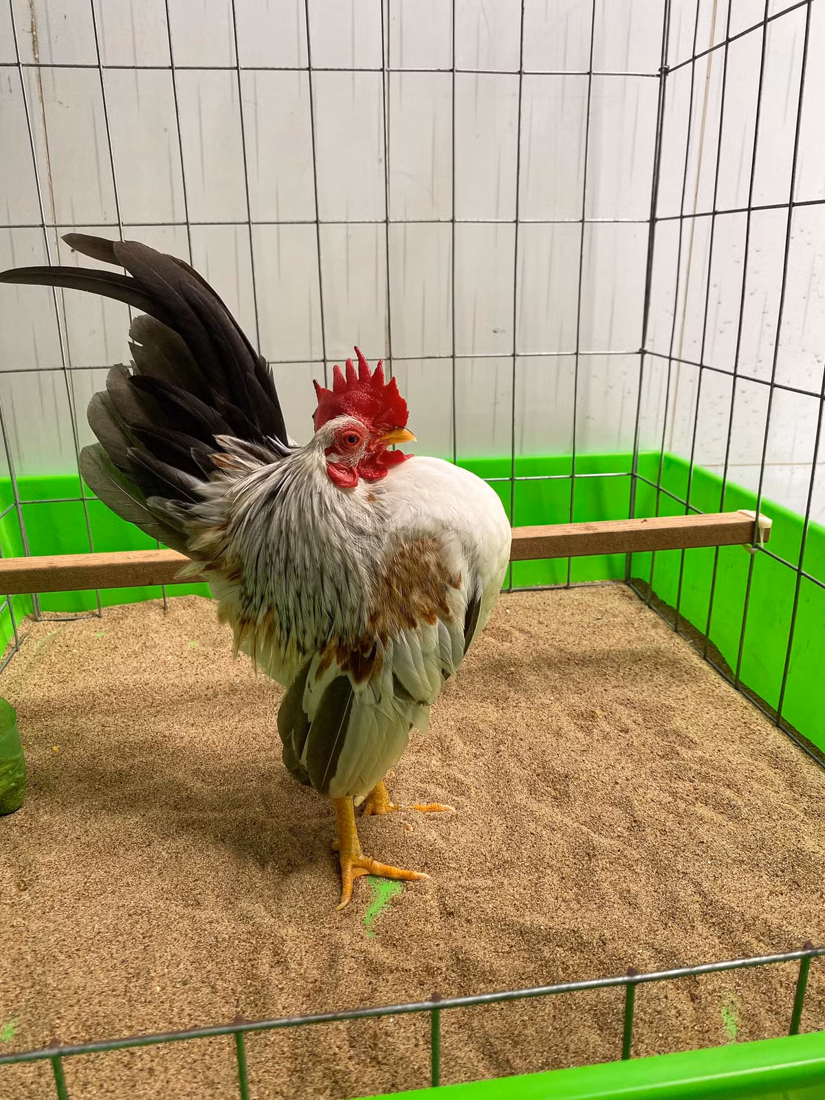 Mỗi con gà hàng ngày đều phải được mát-xa một lần khoảng 10 phút thì mới có dáng đứng đẹp mà gà không bị mỏi. Ảnh: Facebook