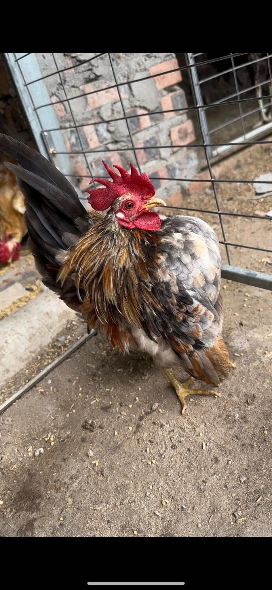 Đặc biệt, những con gà đạt giải ở các cuộc thi gà cảnh thì thậm chí có giá đến 50 triệu đồng. Ảnh: Facebook