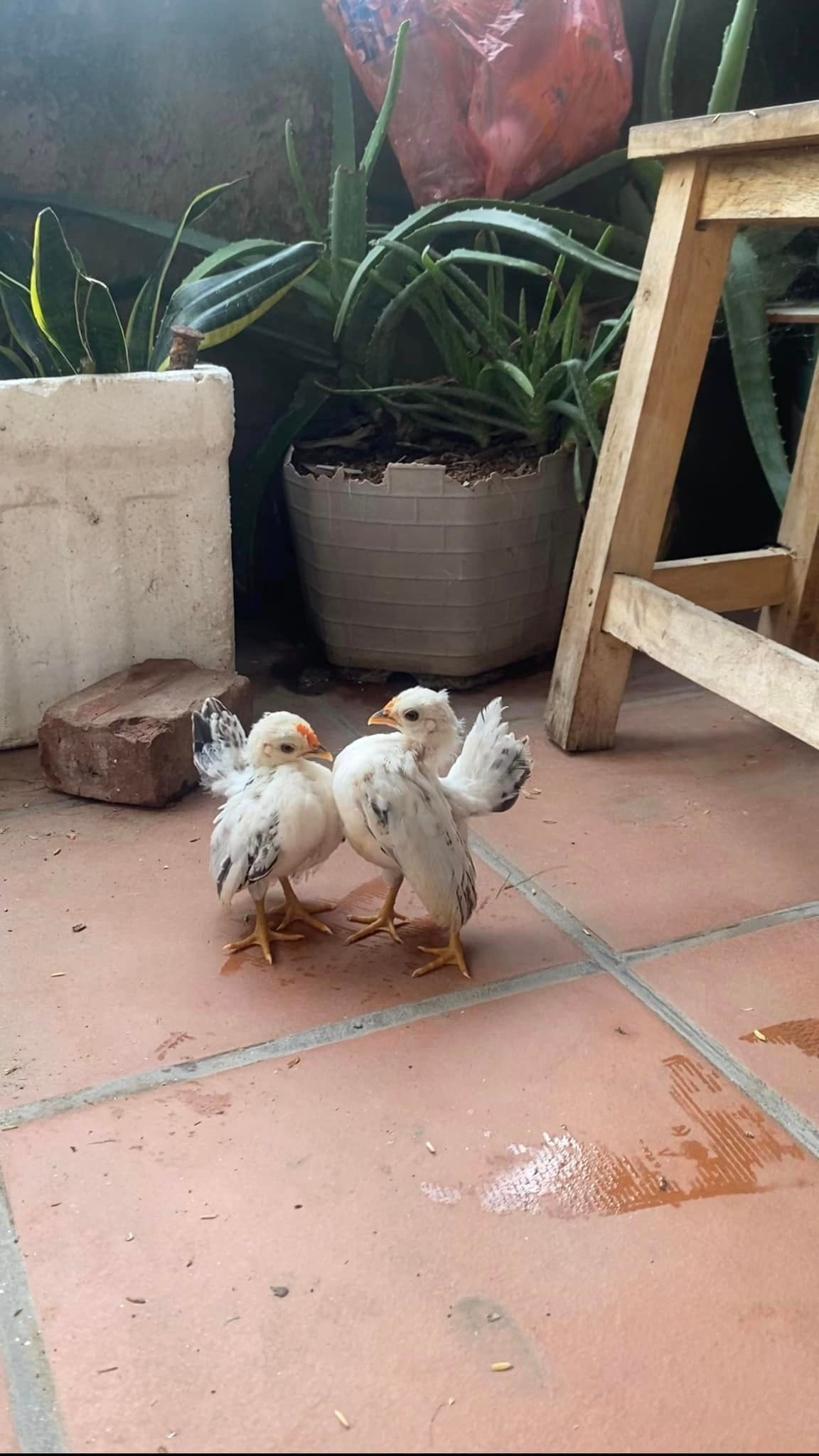 Trong đó, gà Serama 2 tháng tuổi có thể bán từ 1 đến 2 triệu đồng, gà từ nửa năm khoảng 5 đến 10 triệu đồng mỗi con tùy màu sắc. Ảnh: Facebook