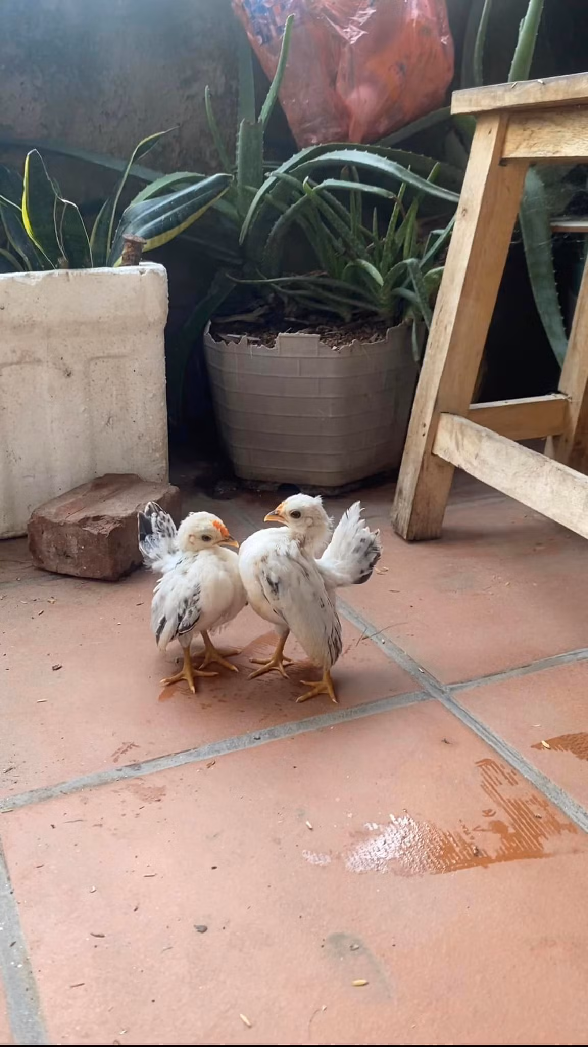 Trong đó, gà Serama 2 tháng tuổi có thể bán từ 1 đến 2 triệu đồng, gà từ nửa năm khoảng 5 đến 10 triệu đồng mỗi con tùy màu sắc. Ảnh: Facebook