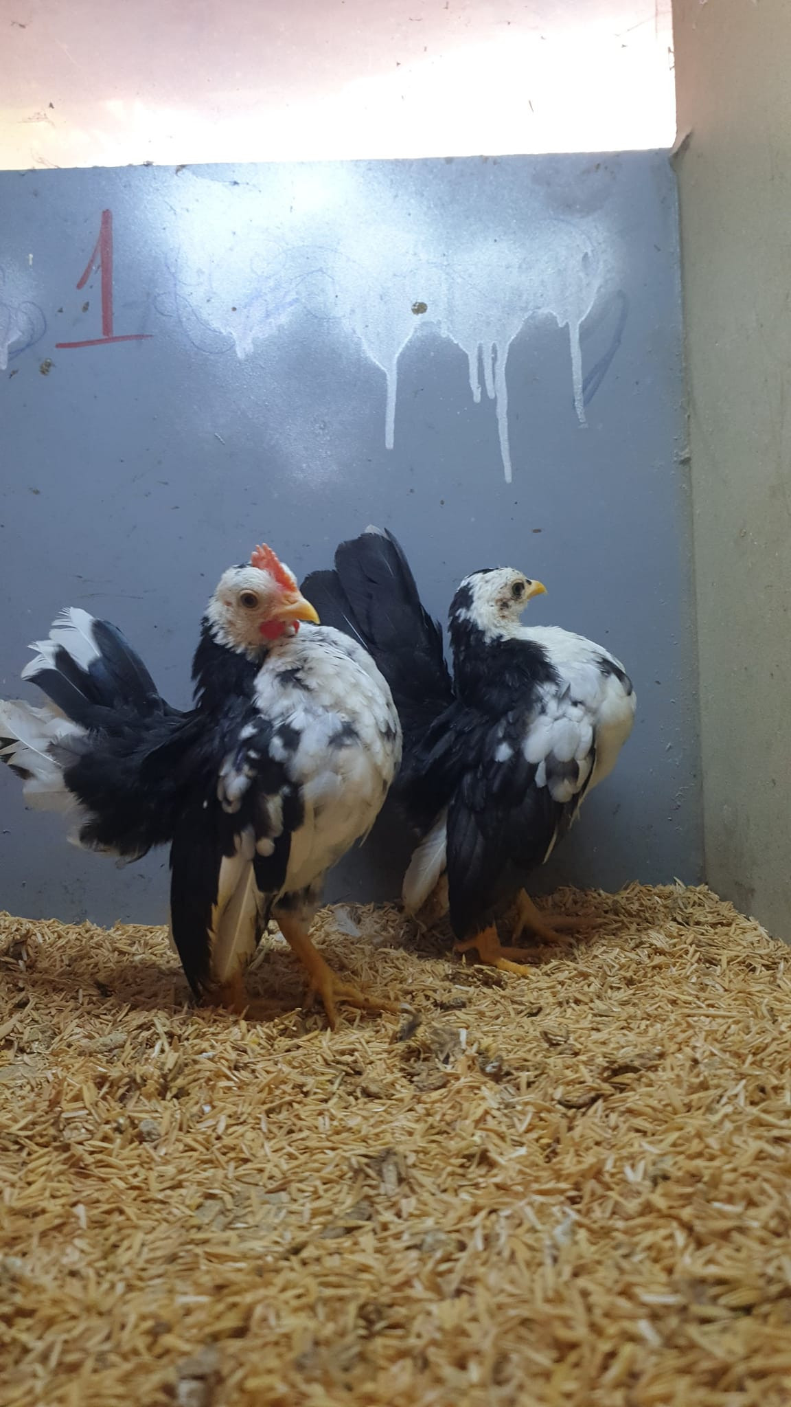 Nuôi gà lực sĩ cũng cần tuân thủ phương pháp nghiêm ngặt. Từ lúc gà Serama mới nở, người chơi phải luyện tập để các đốt xương cổ của chúng ưỡn theo dạng đường cong và kéo đầu trở lại phía sau. Ảnh: Facebook