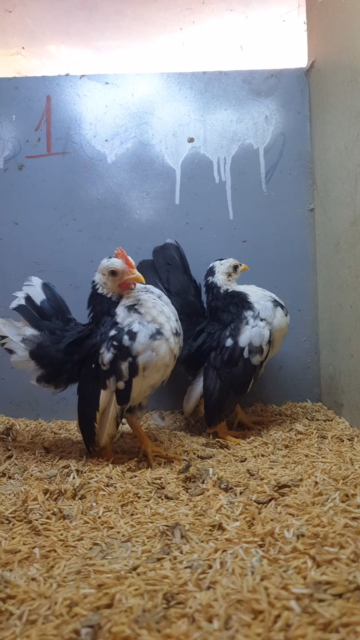 Nuôi gà lực sĩ cũng cần tuân thủ phương pháp nghiêm ngặt. Từ lúc gà Serama mới nở, người chơi phải luyện tập để các đốt xương cổ của chúng ưỡn theo dạng đường cong và kéo đầu trở lại phía sau. Ảnh: Facebook