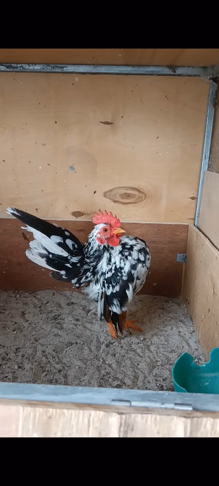 Đây là giống gà khá nhỏ bé khi con trống trưởng thành chỉ nặng khoảng 400gr. Ảnh: Facebook