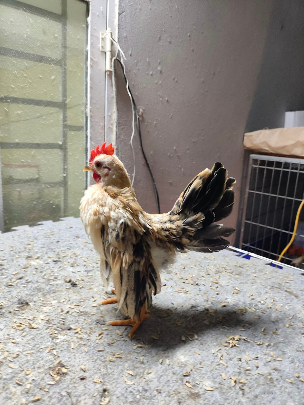 Để bán được gà Serama với mức giá cao ngất ngưởng đó không hề đơn giản. Chuồng nuôi gà phải sạch sẽ, thức ăn phải đủ chất, mỗi tuần phải 3 lần cho gà uống rượu tỏi để tăng đề kháng. Ảnh: Facebook