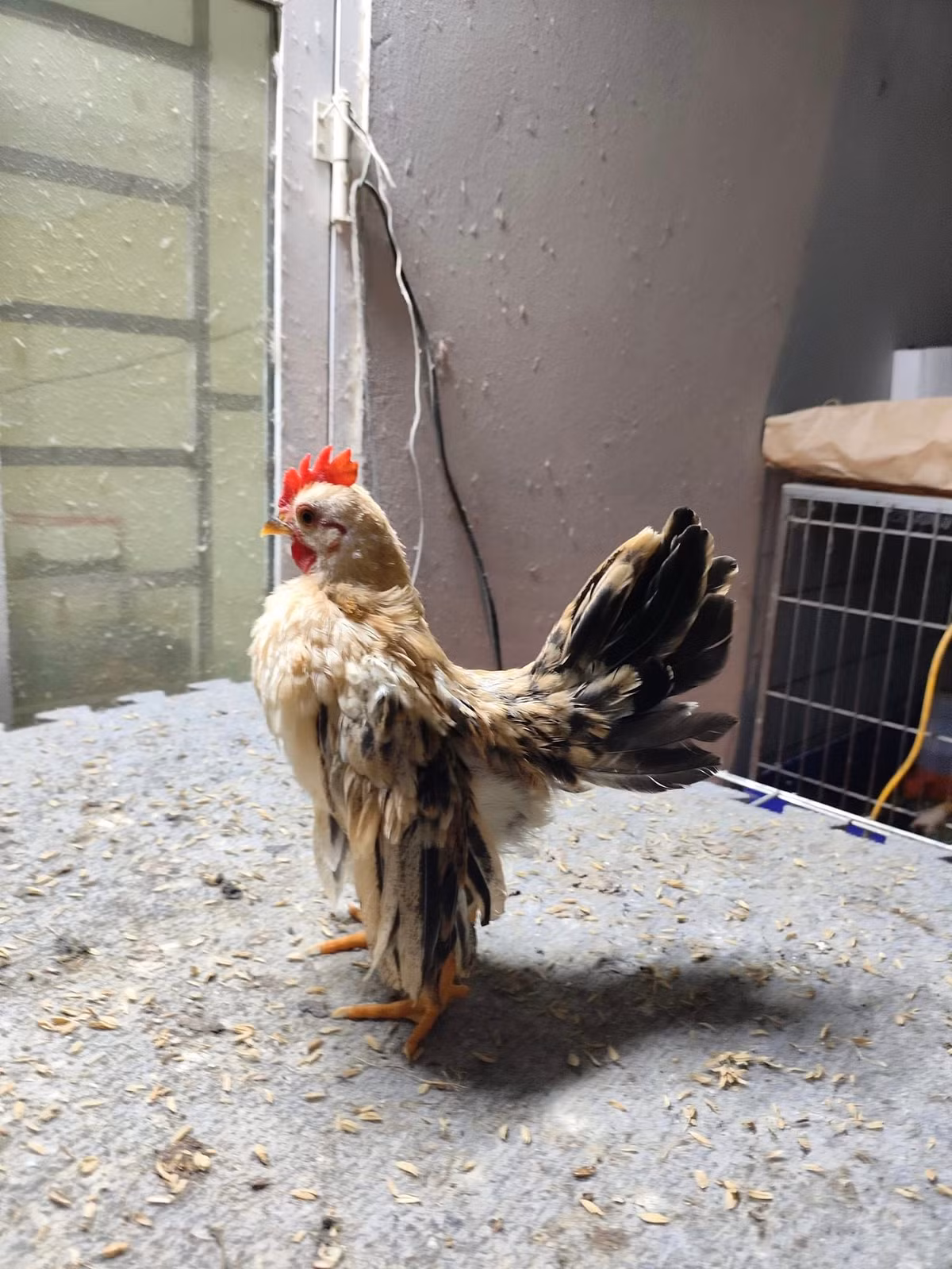 Để bán được gà Serama với mức giá cao ngất ngưởng đó không hề đơn giản. Chuồng nuôi gà phải sạch sẽ, thức ăn phải đủ chất, mỗi tuần phải 3 lần cho gà uống rượu tỏi để tăng đề kháng. Ảnh: Facebook