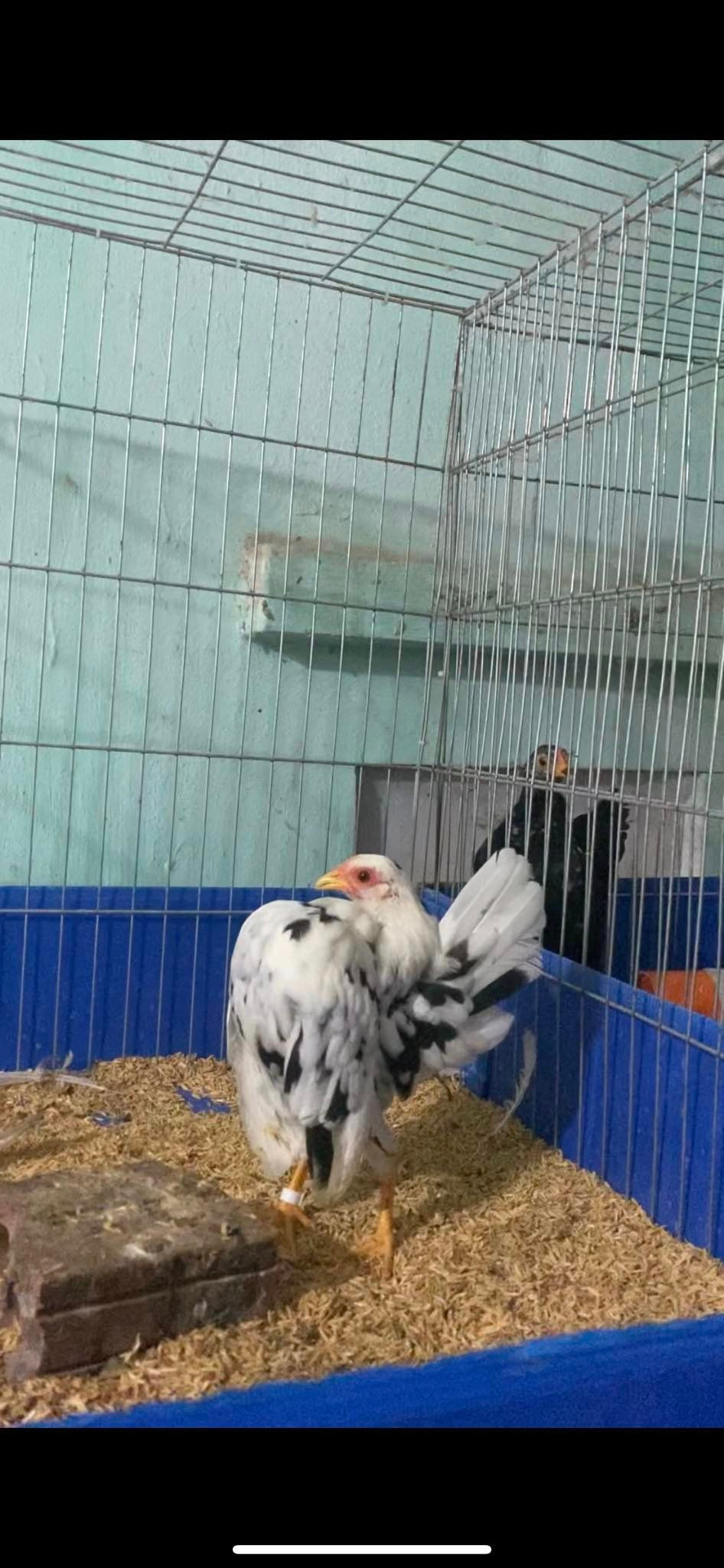 Gà Serama thuần chủng chỉ có duy nhất màu vàng, nhưng khi về Việt Nam được lai với gà tre nên có nhiều màu khác nhau. Ảnh: Facebook