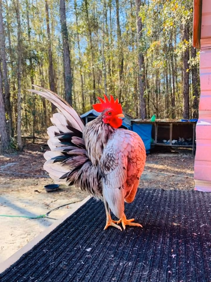 Bù lại, gà Serama có màu lông rất đẹp, đặc biệt là dáng đứng ưỡn ngực "oai phong lẫm liệt". Ảnh: Facebook